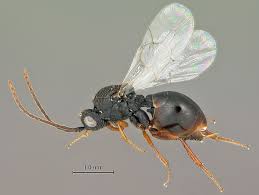 Attēlu rezultāti vaicājumam “Cynipidae”