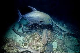 Image result for Caranx lugubris