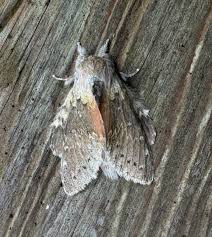 Attēlu rezultāti vaicājumam “Notodontidae”