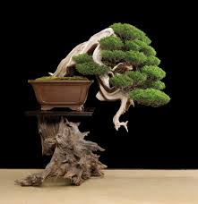 Attēlu rezultāti vaicājumam “Juniperus chinensis”