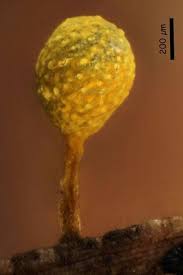 Attēlu rezultāti vaicājumam “Craterium aureum”