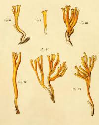 Attēlu rezultāti vaicājumam “Calocera viscosa”