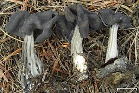 Attēlu rezultāti vaicājumam “Helvella lacunosa”