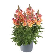Image result for Antirrhinum majus