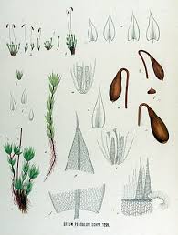 Attēlu rezultāti vaicājumam “Bryum funkii”