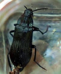 Attēlu rezultāti vaicājumam “Melandrya dubia”