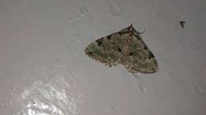 Attēlu rezultāti vaicājumam “Colostygia pectinataria”