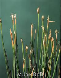 Attēlu rezultāti vaicājumam “Trichophorum alpinum fruit”