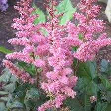 Attēlu rezultāti vaicājumam “Astilbe chinensis flower”