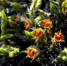 Attēlu rezultāti vaicājumam “Schistidium dupretii sporophyte”