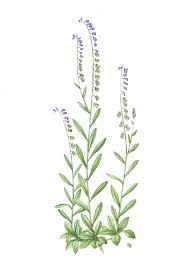 Attēlu rezultāti vaicājumam “Polygala amarella”