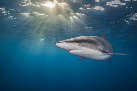 Image result for Carcharhinus falciformis