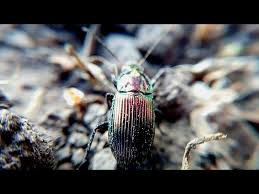 Attēlu rezultāti vaicājumam “Poecilus lepidus”