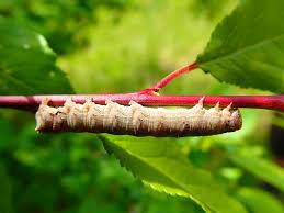 Attēlu rezultāti vaicājumam “Allophyes oxyacanthae”
