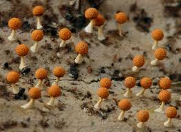 Attēlu rezultāti vaicājumam “Physarum murinum”