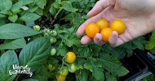 Afbeeldingsresultaat voor broad ripple yellow currant tomato