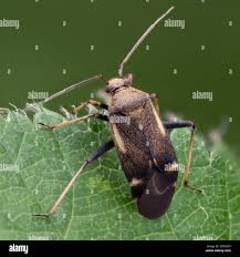 Attēlu rezultāti vaicājumam “Polymerus palustris”