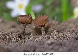 Attēlu rezultāti vaicājumam “Dumontinia tuberosa”