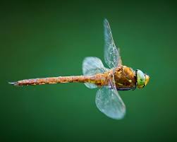 Attēlu rezultāti vaicājumam “Aeshna isoceles”