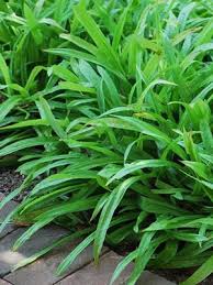 Attēlu rezultāti vaicājumam “Carex pilosa leaf”