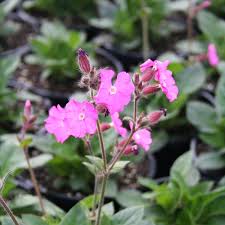Image result for Silene schafta