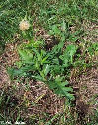 Attēlu rezultāti vaicājumam “Cirsium x rigens”