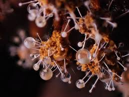 Attēlu rezultāti vaicājumam “Polycephalomyces tomentosus”