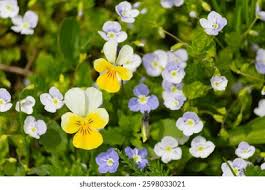 Attēlu rezultāti vaicājumam “Viola arvensis flower”