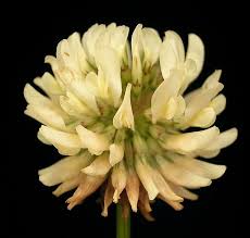 Attēlu rezultāti vaicājumam “Trifolium repens flower”