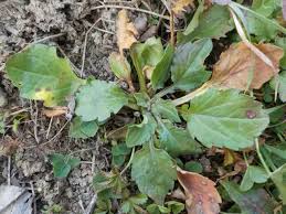 Attēlu rezultāti vaicājumam “Erigeron annuus leaf”