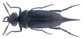 Attēlu rezultāti vaicājumam “Mordella sp.”