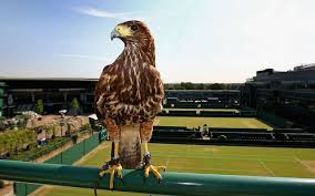 Image result for Wimbledon Hawks