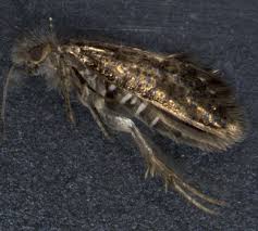 Attēlu rezultāti vaicājumam “Eriocraniidae”