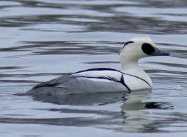 Attēlu rezultāti vaicājumam “Mergus albellus”