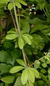 Attēlu rezultāti vaicājumam “Galium triflorum leaf”