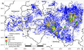 Attēlu rezultāti vaicājumam “Schoenus ferrugineus bud”