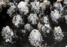 Attēlu rezultāti vaicājumam “Lasiosphaeria ovina”