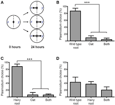 Attēlu rezultāti vaicājumam “Physarum obscurum plasmodium”