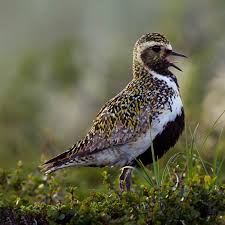 Attēlu rezultāti vaicājumam “Pluvialis apricaria”