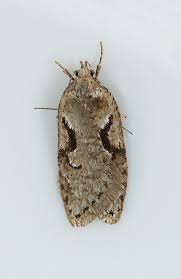 Attēlu rezultāti vaicājumam “Semioscopis steinkellneriana”