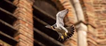 Image result for Herts Falcons