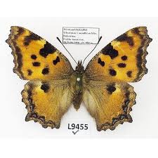 Attēlu rezultāti vaicājumam “Nymphalis polychloros”