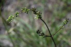 Attēlu rezultāti vaicājumam “Silene otites”
