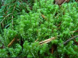 Attēlu rezultāti vaicājumam “Barbilophozia barbata”
