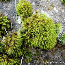 Attēlu rezultāti vaicājumam “Schistidium robustum sporophyte”
