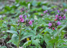 Attēlu rezultāti vaicājumam “Pulmonaria obscura leaf”