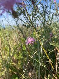 Attēlu rezultāti vaicājumam “Centaurea stoebe fruit”
