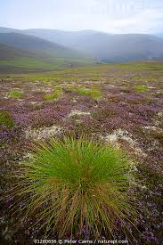 Attēlu rezultāti vaicājumam “Trichophorum cespitosum”