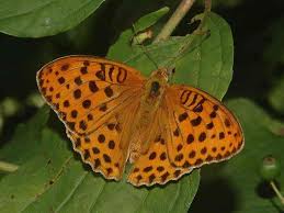Attēlu rezultāti vaicājumam “Argynnis laodice”