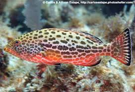 Image result for Mycteroperca venenosa